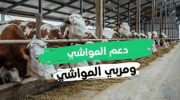 وزارة الزراعة والبيئة توضح طريقة الاستعلام عن دعم المواشي عبر النفاذ الوطني وشروط الحصول على الدعم