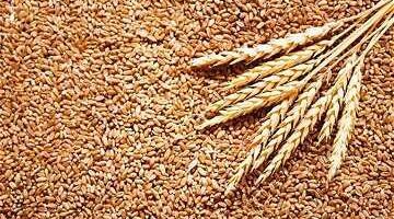 سعر طن الأرز الشعير اليوم للمستهلكين والتجار في الأسواق والمنافذ