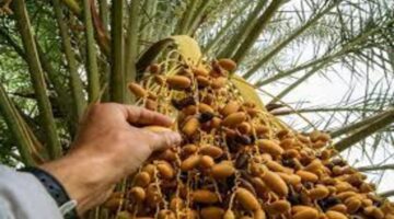 السعودية تعلن عن أسباب ارتفاع أسعار التمور الحقيقية والرابط الخاص بالشراء