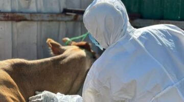 مركز وقاء يطلق الحملة الوطنية الثانية لمكافحة مرض الحمى القلاعية في القصيم