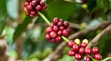 بمناسبة اليوم العالمي للقهوة البيئة تعلن عن مبادرات لتنمية زراعة البن بالمملكة