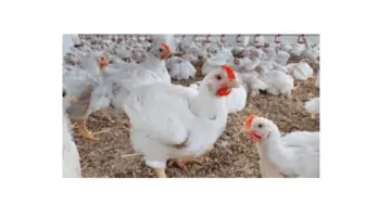 ما هي اهمية واسباب ارتفاع اسعار الدواجن في العالم؟