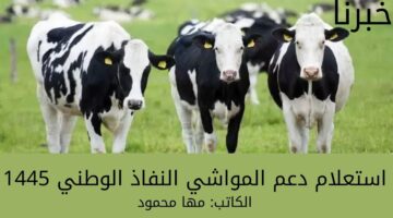 "وزارة البيئة والمياه والزراعة" توضح طريقة استعلام دعم المواشي النفاذ الوطني 1445 وشروط الحصول على الدعم