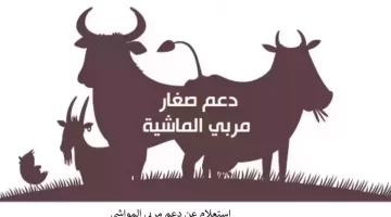 كيفية استخدام حاسبة دعم المواشي 1445؟"وزارة البيئة والزراعة" توضح