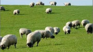 تنبيه هام لمربي الأغنام من الإرشاد الزراعي حول تسويق الصوف