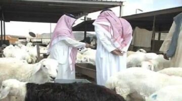 متى ينزل دعم المواشي لشهر ديسمبر 2023؟ "وزارة البيئة والزراعة" تجيب