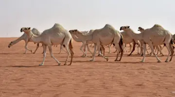 بقرار من مجلس الوزراء.. الموافقة على تسمية 2024 بـ «عام الإبل»