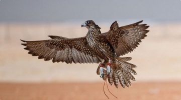"نادي الصقور السعودي" يكشف عن موعد انطلاق كأس العلا للصقور لعام 2023