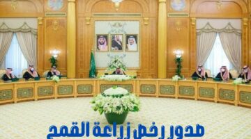 مجلس الوزراء السعودي يعلن إصدار "رخص زراعة القمح" لدعم القطاع الزراعي