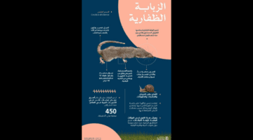 "الذبابة الظفارية" التقاط المعلومات الأولى عن نوع جديد من الثدييات آكلة الحشرات