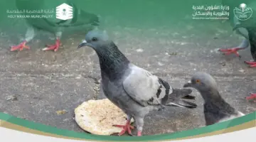 البلديات: إلقاء الأطعمة للحمام والحيوانات على الأرصفة بشكل عشوائي غرامته 1000ريال
