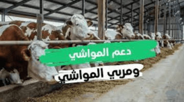 "وزارة البيئة والمياه والزراعة السعودية"... تكشف عن خطوات الاستعلام عن دعم المواشي