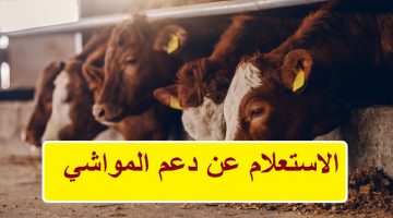 ما هي خطوات الاستعلام عن دعم المواشي؟ وزارة البيئة والمياه توضح