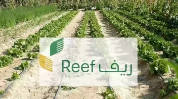 ما هي شروط دعم ريف لصغار المزارعين والأسر المنتجة 1445؟ وزارة البيئة والزراعة توضح