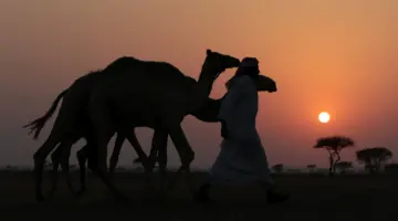 الإرشاد الزراعي يوجه نصائح مهمة إلى مربي الإبل لـ رفع خصوبة النوق