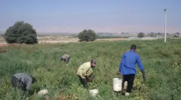 "وزارة البيئة والمياه والزراعة السعودية"... توضح شروط استقدام العمالة الزراعية