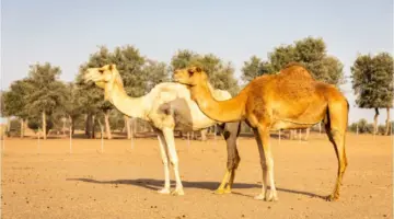"وزارة البيئة والمياه والزراعة" توضح خطوات ترقيم وتسجيل الإبل عبر منصة نما