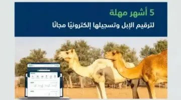 "وزارة البيئة والمياه والزراعة السعودية".. توضح أهمية خدمات تسجيل وترقيم الإبل