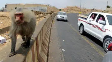 الحياة الفطرية توضح بعض التفاصيل بشأن زيادة أعداد قرود البابون بمناطق المملكة