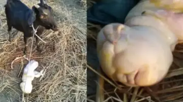 ظاهرة غريبة في تايلاند.. ولادة حيوان براس انسان وأطباء بيطريون يوضحون السبب