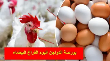 ارتفاع جديد.. بورصة الدواجن اليوم الفراخ البيضاء الجمعة 2-2-2024 وسعر كرتونة البيض في الأسواق