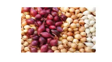 كم سعر البصل في السعودية وما أسباب ارتفاع سعره؟