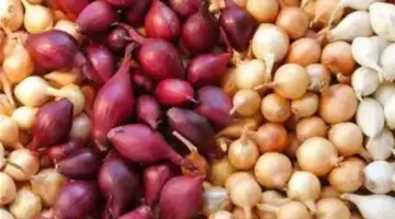 ارتفاع كبير في سعر البصل في السعودية.. الكيس الواحد يصل إلى 100 ريال