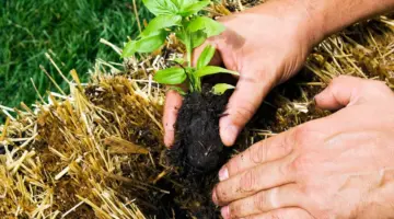 ما هو موعد موسم بذرة الست في المملكة العربية السعودية 1445؟