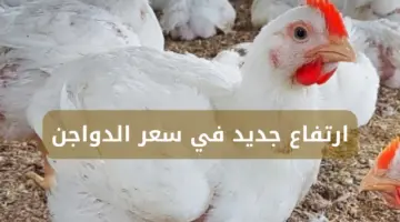 صدمة كبيرة بعد الاستقرار ارتفاع جديد في سعر الدواجن
