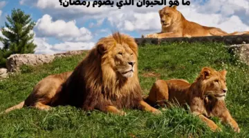 ما هو الحيوان الذي يصوم رمضان وما هي أهم المعلومات عنه؟