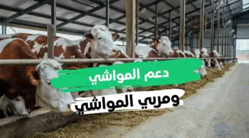 ما هي خطوات التسجيل في دعم المواشي وشروط الاستحقاق 1445؟