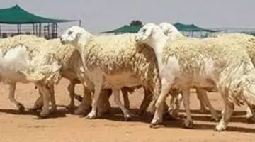 "وكالة الأنباء السعودية ".. تُرصد إقبالًا على شراء الأغنام من أسواق الباحة قبل رمضان