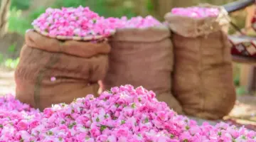 "محافظة الطائف" يعلن استمرار فعاليات مهرجان مزارع الورد الطائفي إلى هذا الموعد