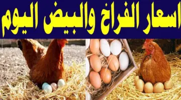 بكام اسعار الدواجن اليوم ؟ انخفاض في سعر الدجاج الأبيض والبلدي بنحو 10 جنيهات