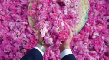 كيفية حجز تذاكر مهرجان الورد وأسعار التذاكر بالطائف 1445 ؟