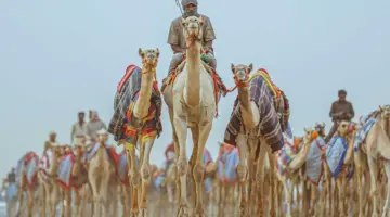 كأس العلا للهجن ... تجربة فريدة تجمع بين التفوق الرياضي والعمق التاريخي في نسختها الثانية
