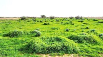 " مركز الغطاء النباتي" 10 آلاف ريال سعودي غرامة استزراع النباتات الغازية