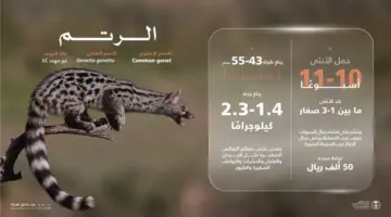 غرامة 50 ألف ريال سعودي.. تحذير من الحياة الفطرية من صيد حيوان الرتم