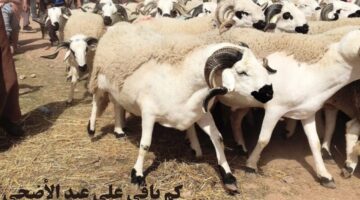 كم باقي على عيد الاضحى 2024م؟ "معهد البحوث الفلكية" يوضح