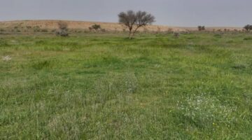 مركز تنمية الغطاء النباتي يوضح قيمة غرامة استزراع النباتات الغازية