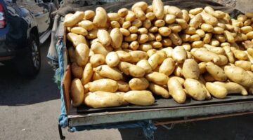 ما هي أسعار البطاطس اليوم في سوق العبور 29 مايو 2024 أكبر أسواق الجملة؟