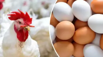 ما هي أسعار الفراخ البيضاء في بورصة الدواجن اليوم الأربعاء 15 مايو 2024؟