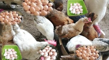 اسعار بورصة الدواجن اليوم الفراخ البيضاء الجمعة 31 مايو 2024 داخل الأسواق المحلية