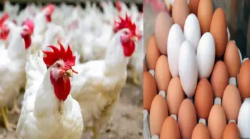 أسعار بورصه الدواجن اليوم الفراخ البيضاء الخميس 30 مايو 2024 للمستهلك بالأسواق