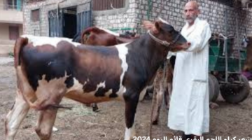 ما سعر كيلو اللحم البقري قائم اليوم الخميس 30 مايو 2024؟
