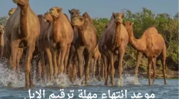 وزارة البيئة والمياه والزراعة تعلن عن موعد انتهاء مهلة "ترقيم الإبل"
