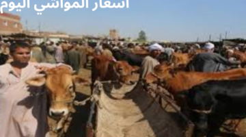 ما هي اسعار المواشي اليوم الخميس 30 مايو 2024 في مصر؟