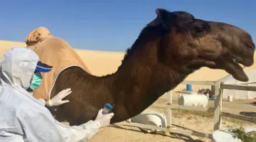 "وزارة البيئة" تعلن عن منع تداول أو نقل ملكية الإبل غير المرقمة