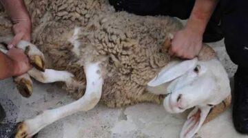 ما هو دعاء النحر وما هي فضائله؟ مناجاة صادقة ونية خالصة