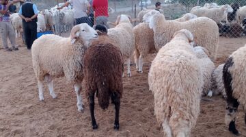 عاجل.. ارتفاع غير مسبوق في اسعار كباش العيد في اسواق الجزائر